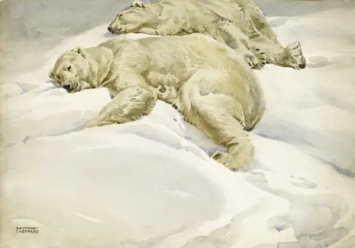 Framed Print : Two Polar bears lying in the Arctic snow Framed Print : Two Polar bears lying in the Arctic snow
