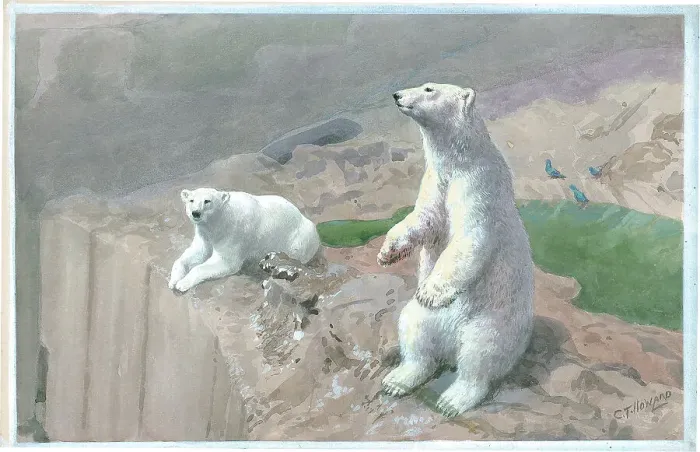 Framed Print : Polar Bears on Mappin Terrace at London Zoo animals Framed Print : Polar Bears on Mappin Terrace at London Zoo animals