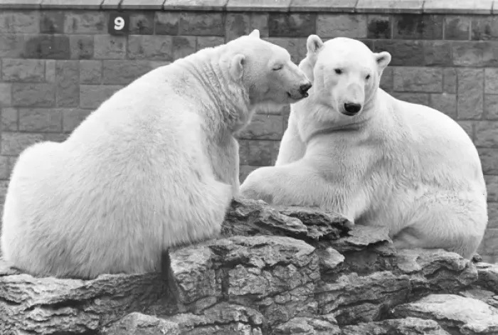 Framed Print : Two polar bears in a zoo Framed Print : Two polar bears in a zoo