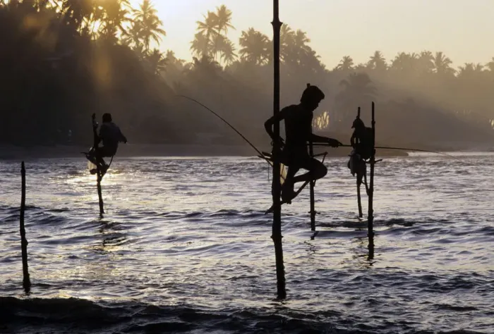 Framed Print : Pole fishermen, Sri Lanka - 3 Framed Print : Pole fishermen, Sri Lanka - 3