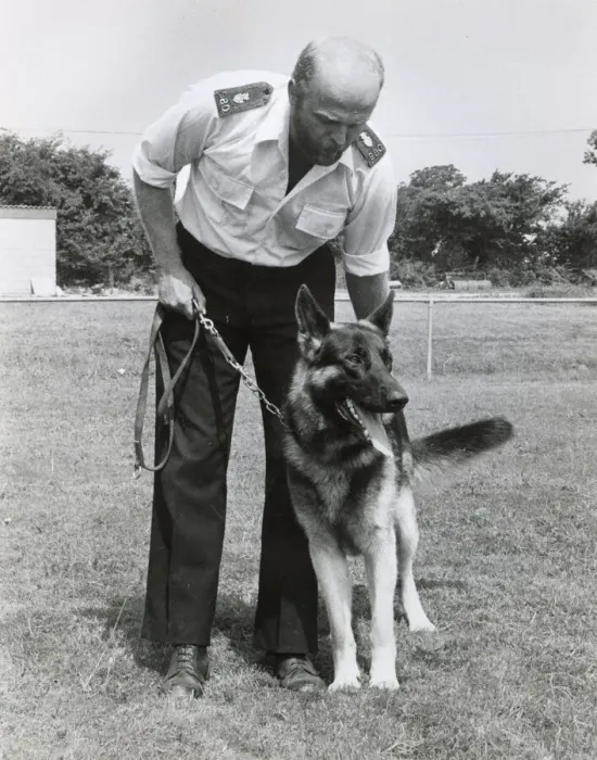 Framed Print : Police dog handler and dog, Camborne, Cornwall Framed Print : Police dog handler and dog, Camborne, Cornwall