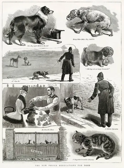 Framed Print : Police were enforcing the new regulations to muzzle dogs due to the rabies infection. Date: 1885 Framed Print : Police were enforcing the new regulations to muzzle dogs due to the rabies infection. Date: 1885