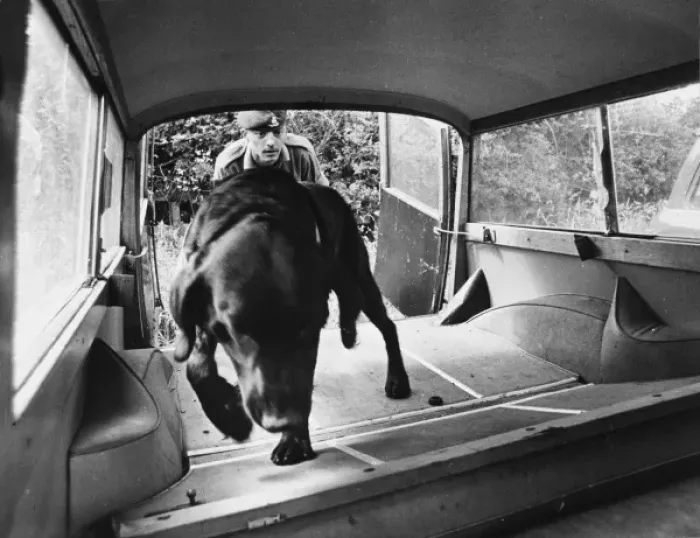 Framed Print : Police Sniffer Dog Framed Print : Police Sniffer Dog