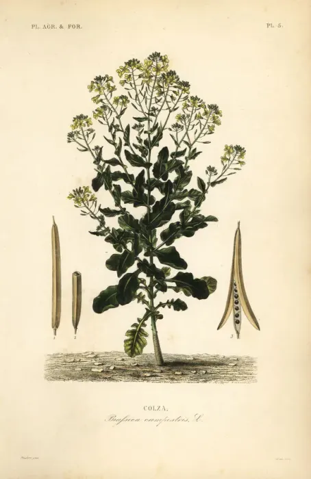 Framed Print : Polish canola or canola oil plant, Brassica rapa Framed Print : Polish canola or canola oil plant, Brassica rapa