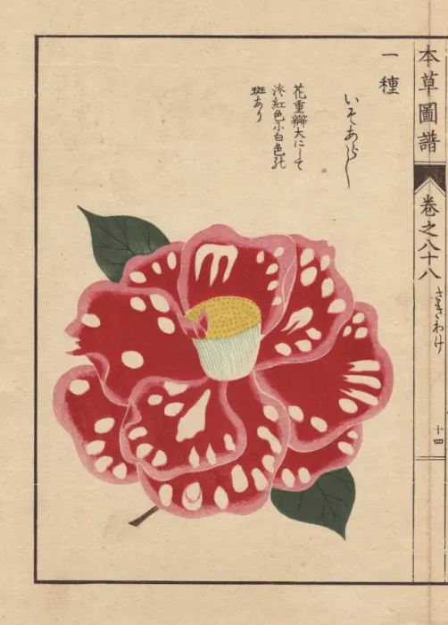 Framed Print : Polka-dot camellia, Iso arashi, Thea japonica Nois Forma Framed Print : Polka-dot camellia, Iso arashi, Thea japonica Nois Forma