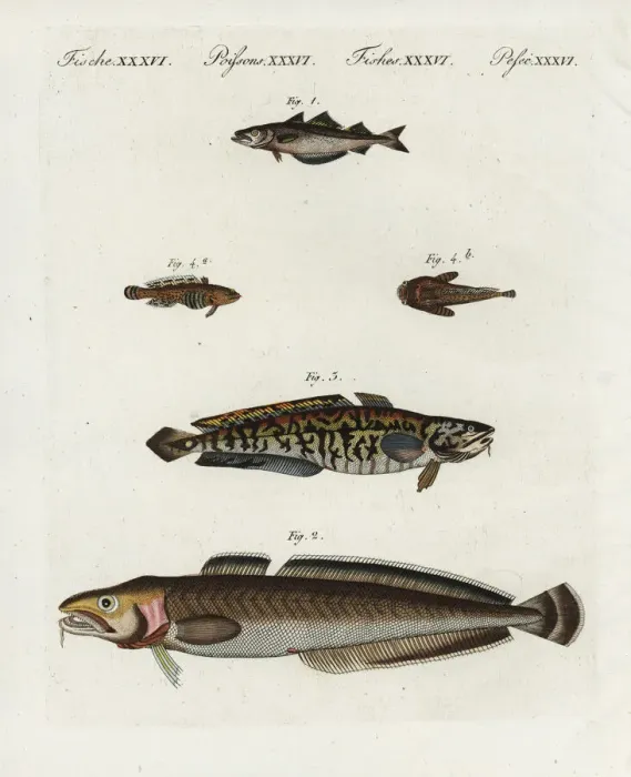 Framed Print : Pollack, ling, burbot and oyster toadfish Framed Print : Pollack, ling, burbot and oyster toadfish