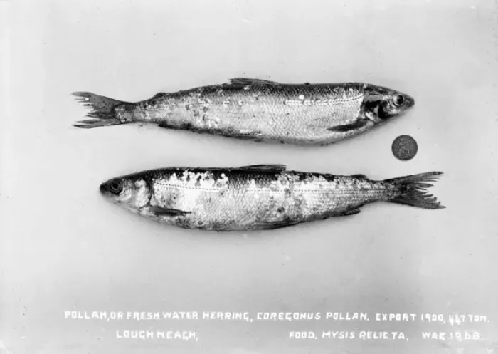 Framed Print : Pollan, Or Fresh Water Herring, Coregonus Pollan