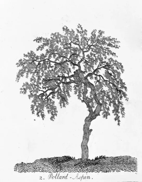 Framed Print : Pollard Aspen Framed Print : Pollard Aspen