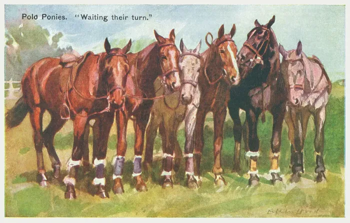 Framed Print : Polo Ponies Framed Print : Polo Ponies
