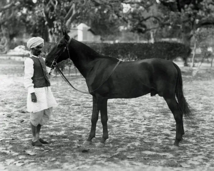 Framed Print : Polo pony and groom, India
