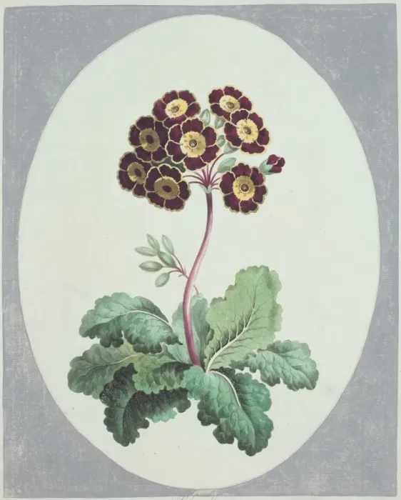 Framed Print : Polyanthus Framed Print : Polyanthus