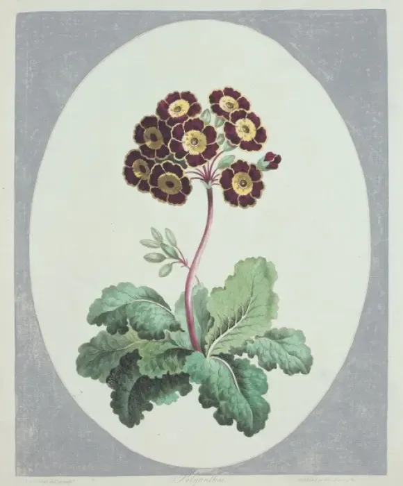Framed Print : Polyanthus sp. primrose Framed Print : Polyanthus sp. primrose