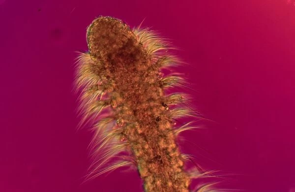 Polychaete worm