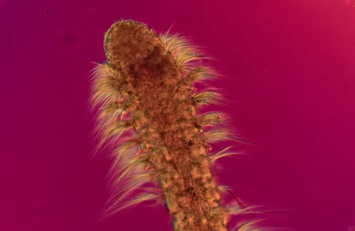 Framed Print : Polychaete worm Framed Print : Polychaete worm