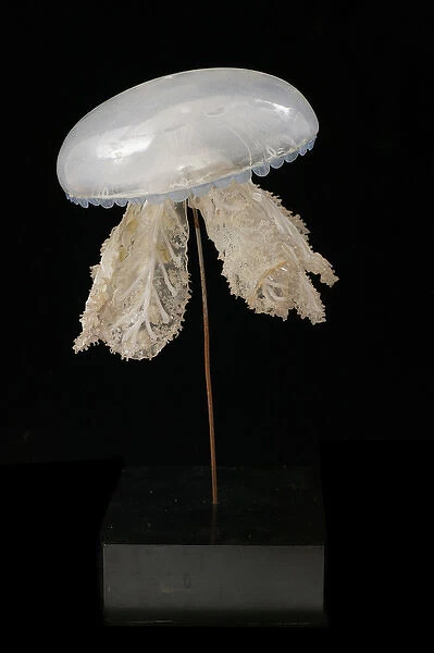 Polyclonia frondosa, jellyfish