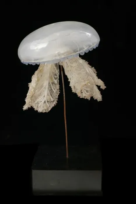Framed Print : Polyclonia frondosa, jellyfish Framed Print : Polyclonia frondosa, jellyfish