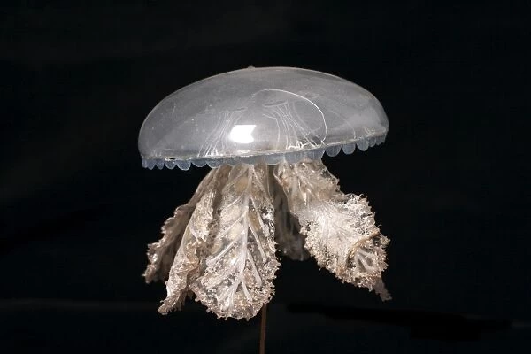 Polyclonia frondosa, jellyfish