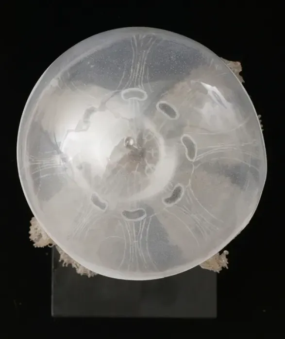 Framed Print : Polyclonia frondosa, jellyfish model Framed Print : Polyclonia frondosa, jellyfish model