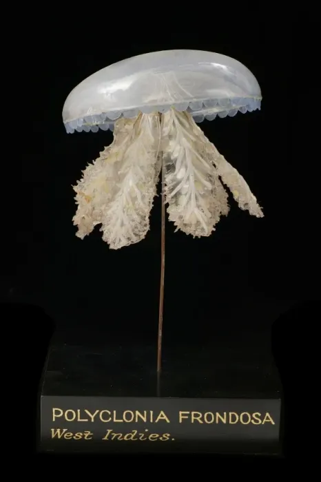 Framed Print : Polyclonia frondosa, jellyfish model Framed Print : Polyclonia frondosa, jellyfish model
