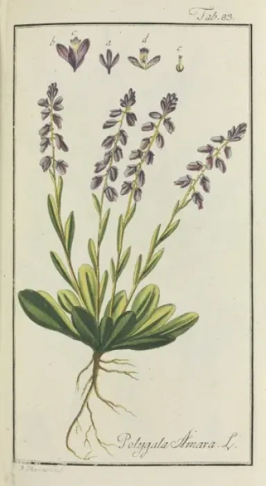 Framed Print : Polygala amara, dwarf milkwort Framed Print : Polygala amara, dwarf milkwort