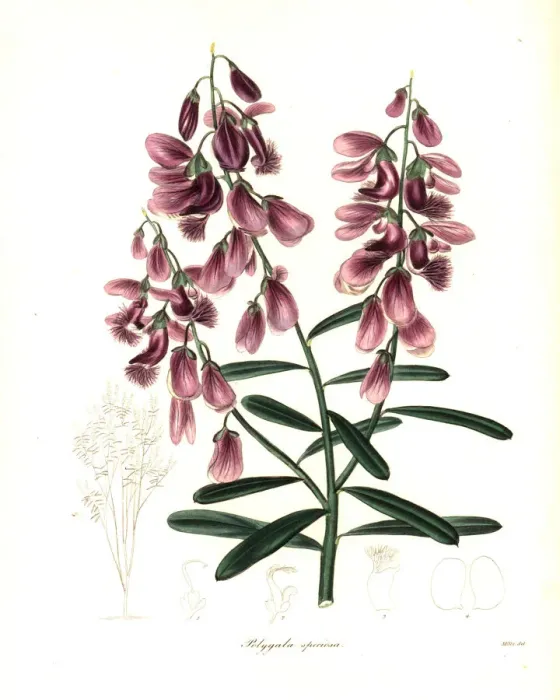 Framed Print : Polygala virgata var. speciosa Framed Print : Polygala virgata var. speciosa