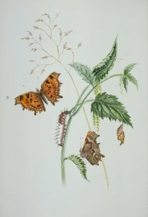 Framed Print : Polygonia c-album, comma Framed Print : Polygonia c-album, comma
