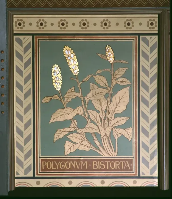 Framed Print : Polygonum bistorta, meadow bistort Framed Print : Polygonum bistorta, meadow bistort