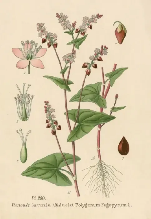 Framed Print : Polygonum Fagopyrum Framed Print : Polygonum Fagopyrum