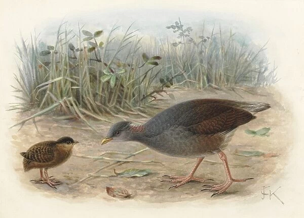 Polynesian Megapode (young and adult)