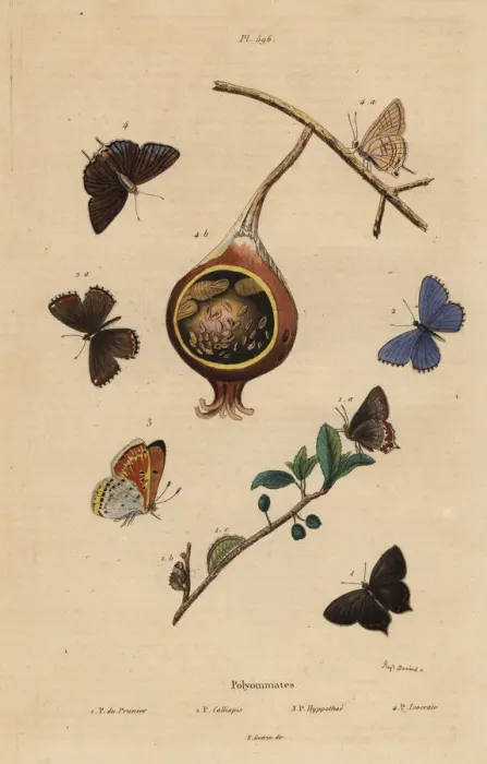 Framed Print : Polyommatus butterflies Framed Print : Polyommatus butterflies