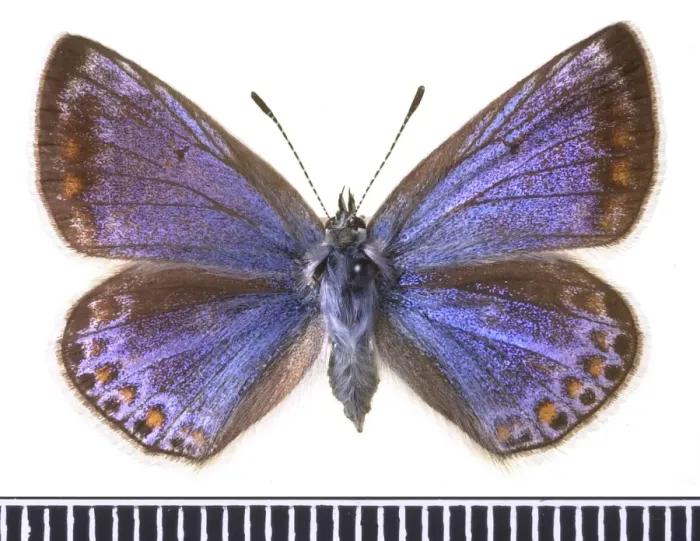 Framed Print : Polyommatus icarus, common blue Framed Print : Polyommatus icarus, common blue