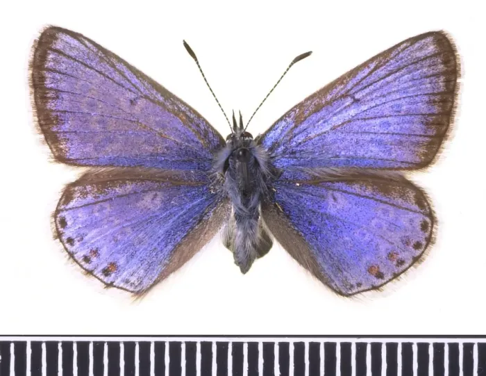 Framed Print : Polyommatus icarus, common blue Framed Print : Polyommatus icarus, common blue