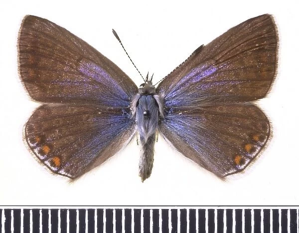 Polyommatus icarus, common blue