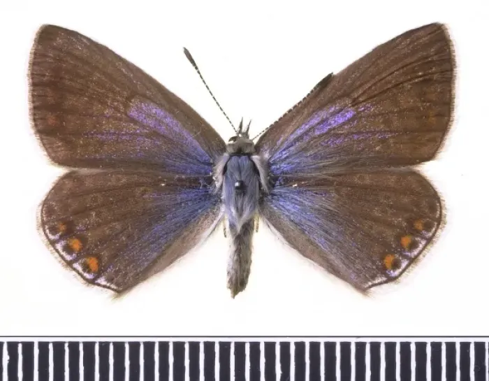 Framed Print : Polyommatus icarus, common blue Framed Print : Polyommatus icarus, common blue