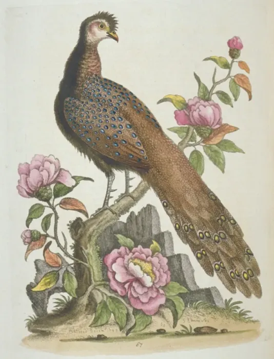 Framed Print : Polyplectron bicalcaratum, grey peacock-pheasant Framed Print : Polyplectron bicalcaratum, grey peacock-pheasant
