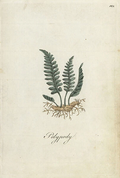 Polypody fern, Polypodium officinalis