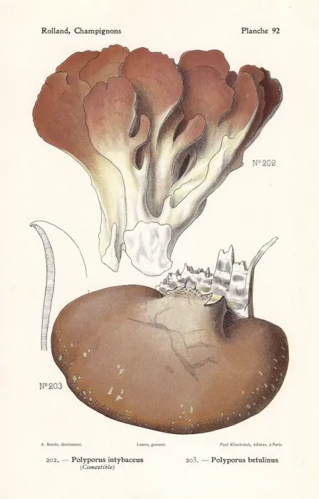 Framed Print : Polypore mushrooms