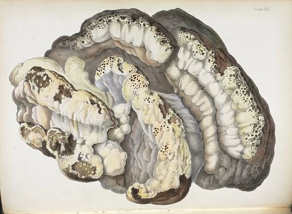Polyporus dryadeus. Plate XXI taken from Illustrations of British Mycology by Hussey