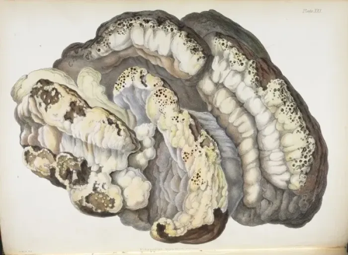 Framed Print : Polyporus dryadeus Framed Print : Polyporus dryadeus