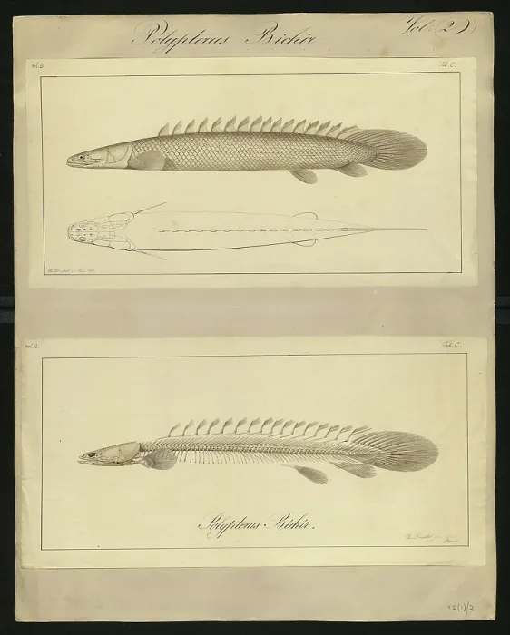 Framed Print : Polypterus bichir Framed Print : Polypterus bichir