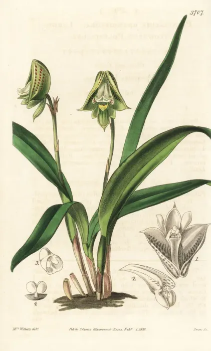 Framed Print : Polystachya galeata orchid Framed Print : Polystachya galeata orchid