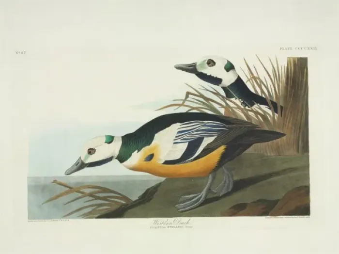 Framed Print : Polysticta stelleri, Stellers eider Framed Print : Polysticta stelleri, Stellers eider