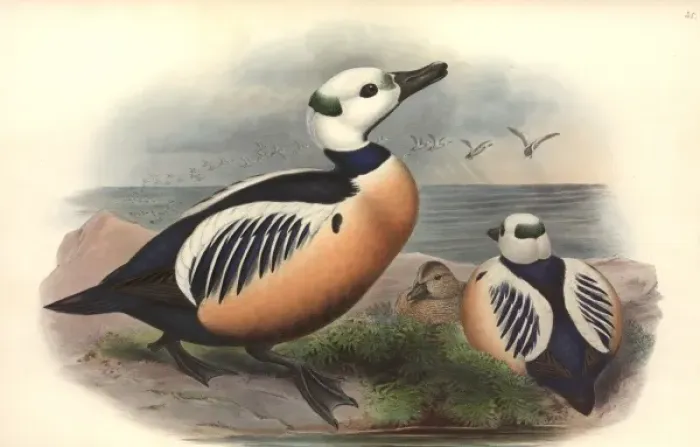 Framed Print : Polysticta stelleri, Stellers eider Framed Print : Polysticta stelleri, Stellers eider