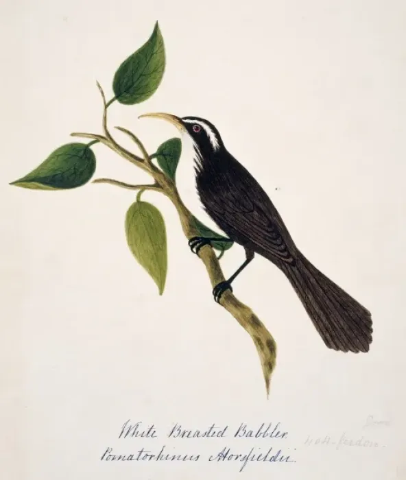 Framed Print : Pomatorhinus horsfieldi, Indian scimitar babbler Framed Print : Pomatorhinus horsfieldi, Indian scimitar babbler