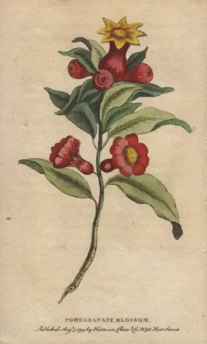 Framed Print : Pomegranate blossom, Punica granatum Framed Print : Pomegranate blossom, Punica granatum