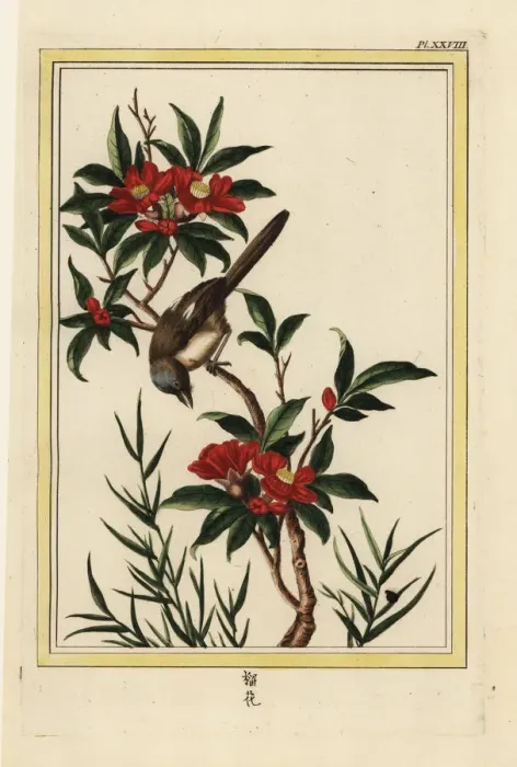 Framed Print : Pomegranate flower, Punica granatum Framed Print : Pomegranate flower, Punica granatum