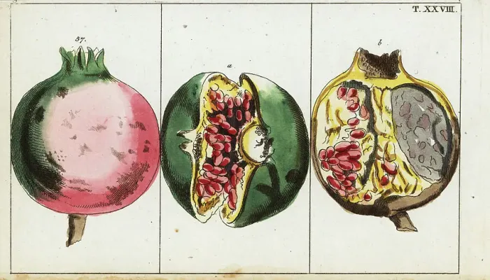 Framed Print : Pomegranate fruit, Punica granatum Framed Print : Pomegranate fruit, Punica granatum