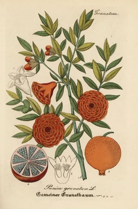 Framed Print : Pomegranate, Punica granatum Framed Print : Pomegranate, Punica granatum