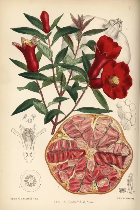Framed Print : Pomegranate, Punica granatum Framed Print : Pomegranate, Punica granatum