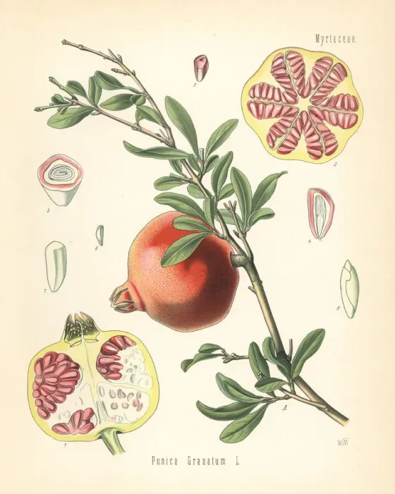 Framed Print : Pomegranate, Punica granatum Framed Print : Pomegranate, Punica granatum